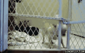 Damn, those r smart dogs