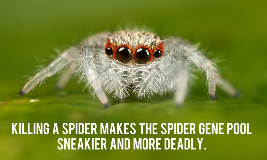 Something for all arachnophobes to remember
