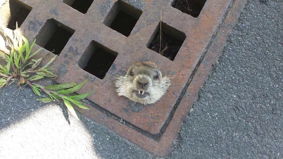 How much wood could a woodchuck chuck if the woodchuck wasn't stuck in a storm drain?