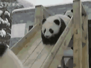 Panda Slide!