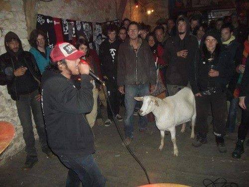 How metal is that goat?