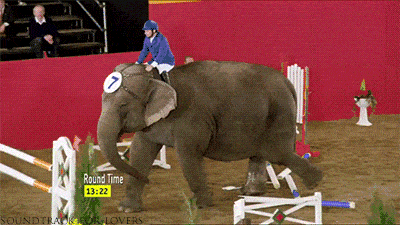 Elephant laughs at your rules