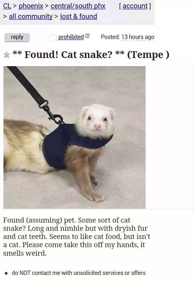 Cat snake?