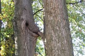 Googled "Gay trees" was not disappointed