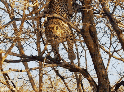 Leopards are graceful and powerful hunters. Most of the time.