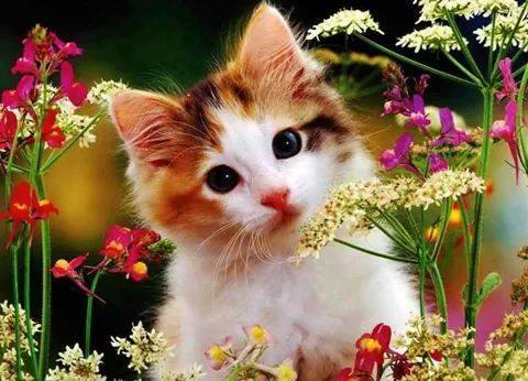 Todays' Master of Cute: Garden Kitty