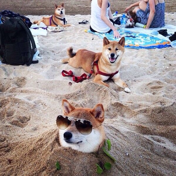 Such cool. Very relax. Much sand.