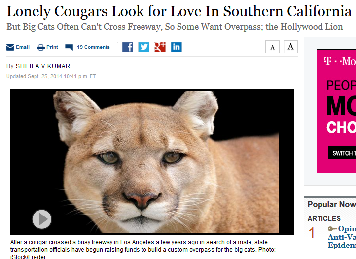 This is a cutie guys , even if it might be a cougar I still go for it