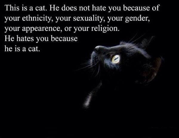 Cats are just cats