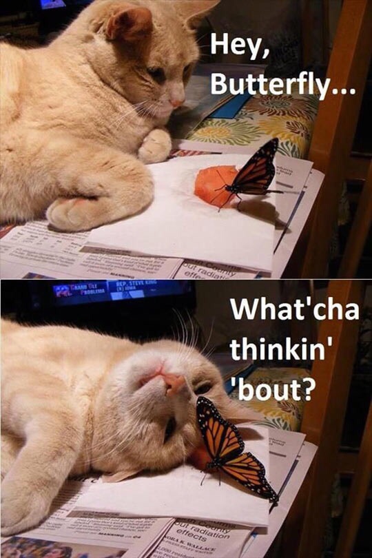 Hey, Butterfly...