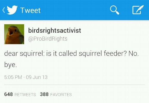 Fat squirrells need to learn their place