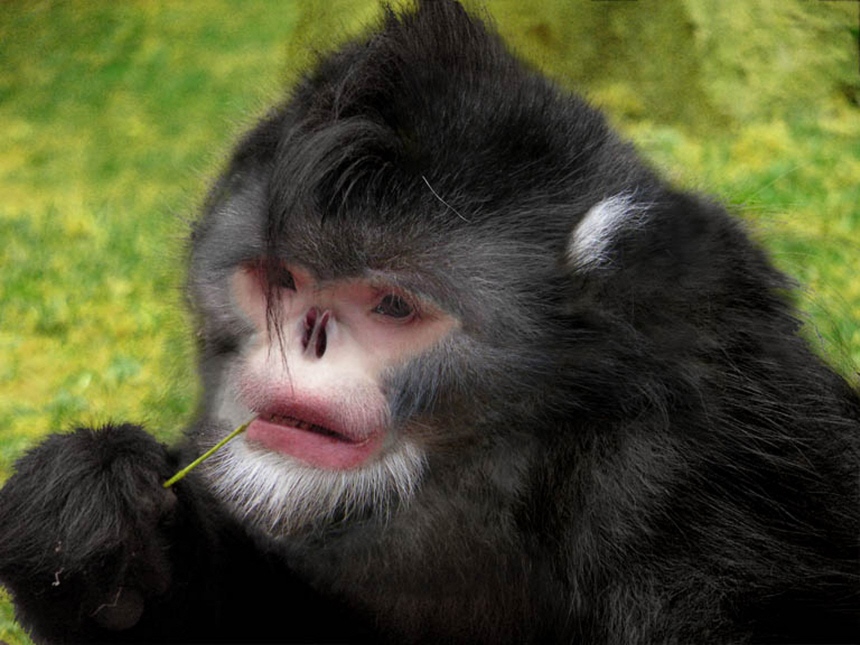 I will call it.....Michael Monkey