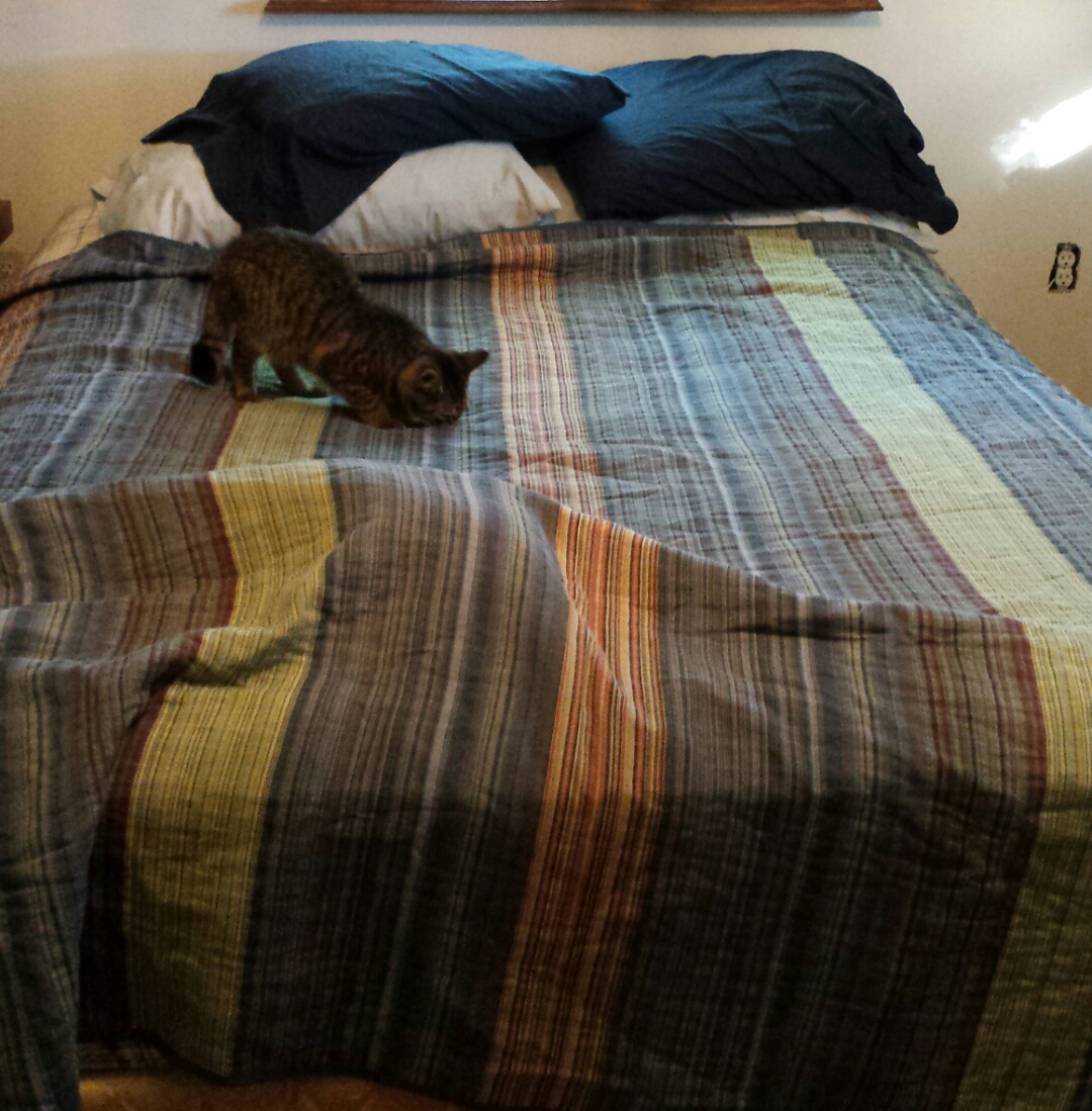 This is how you make your bed when you have cats.