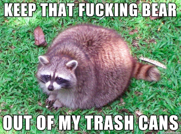 Obese raccoon doesn't like competition