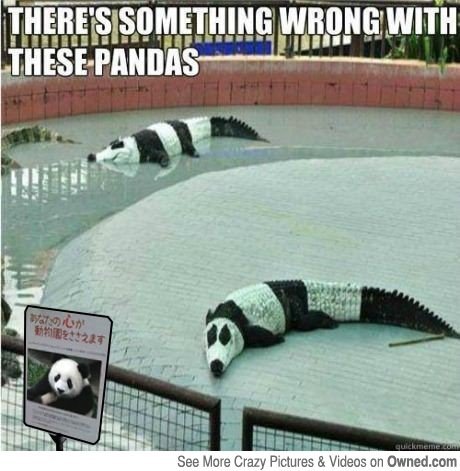 There's something wrong with these panda