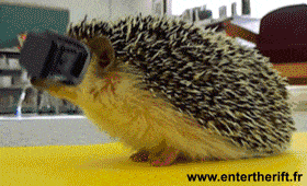 Oculus Rift for hedgehogs