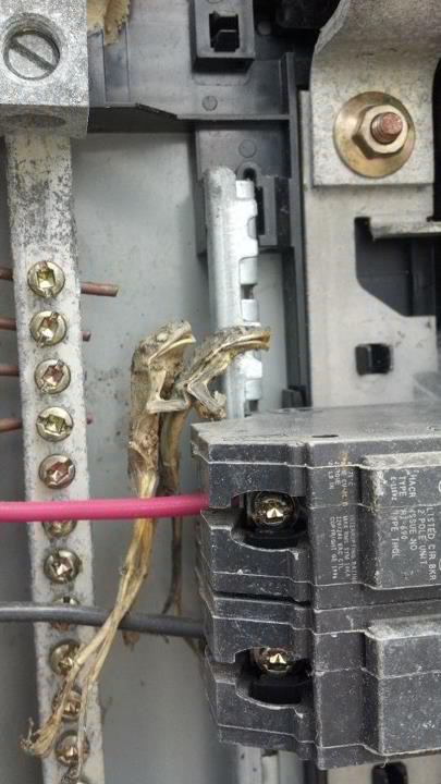 Sometimes bugs and things get into electrical panels. We didn't expect to see this though...