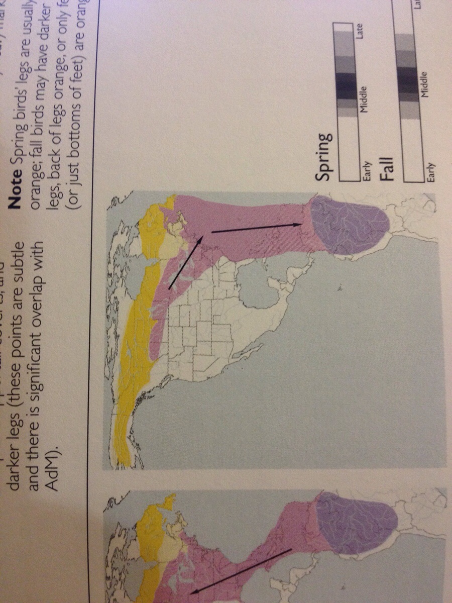 Seasonal migration range of a Blackpoll Warbler.