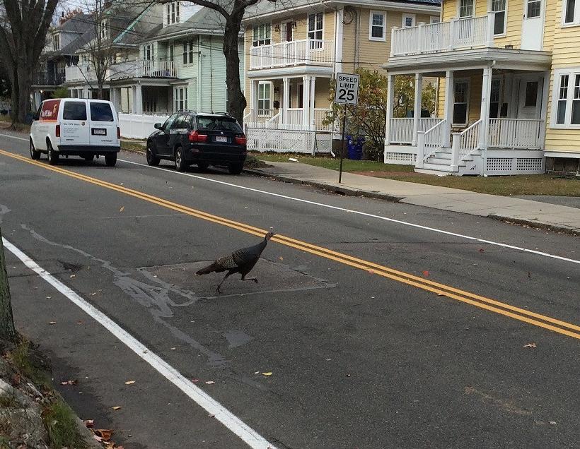 "I've waited so long for this moment"... Thanksgiving edition!