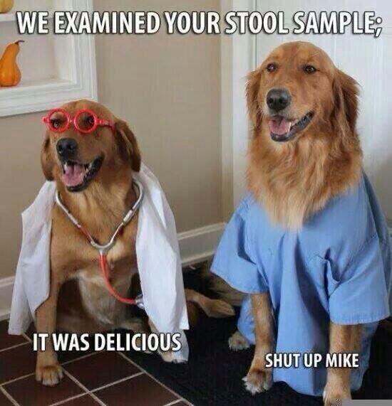I'll see your new professor and raise you the Dogtors.
