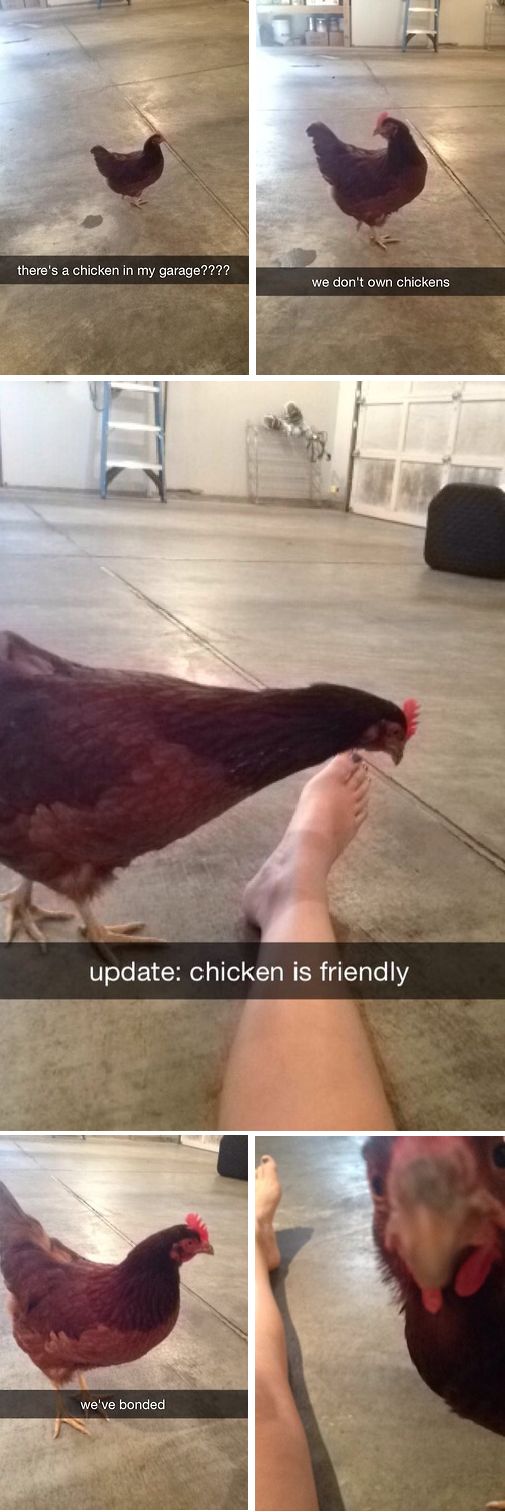 chicken is friendly