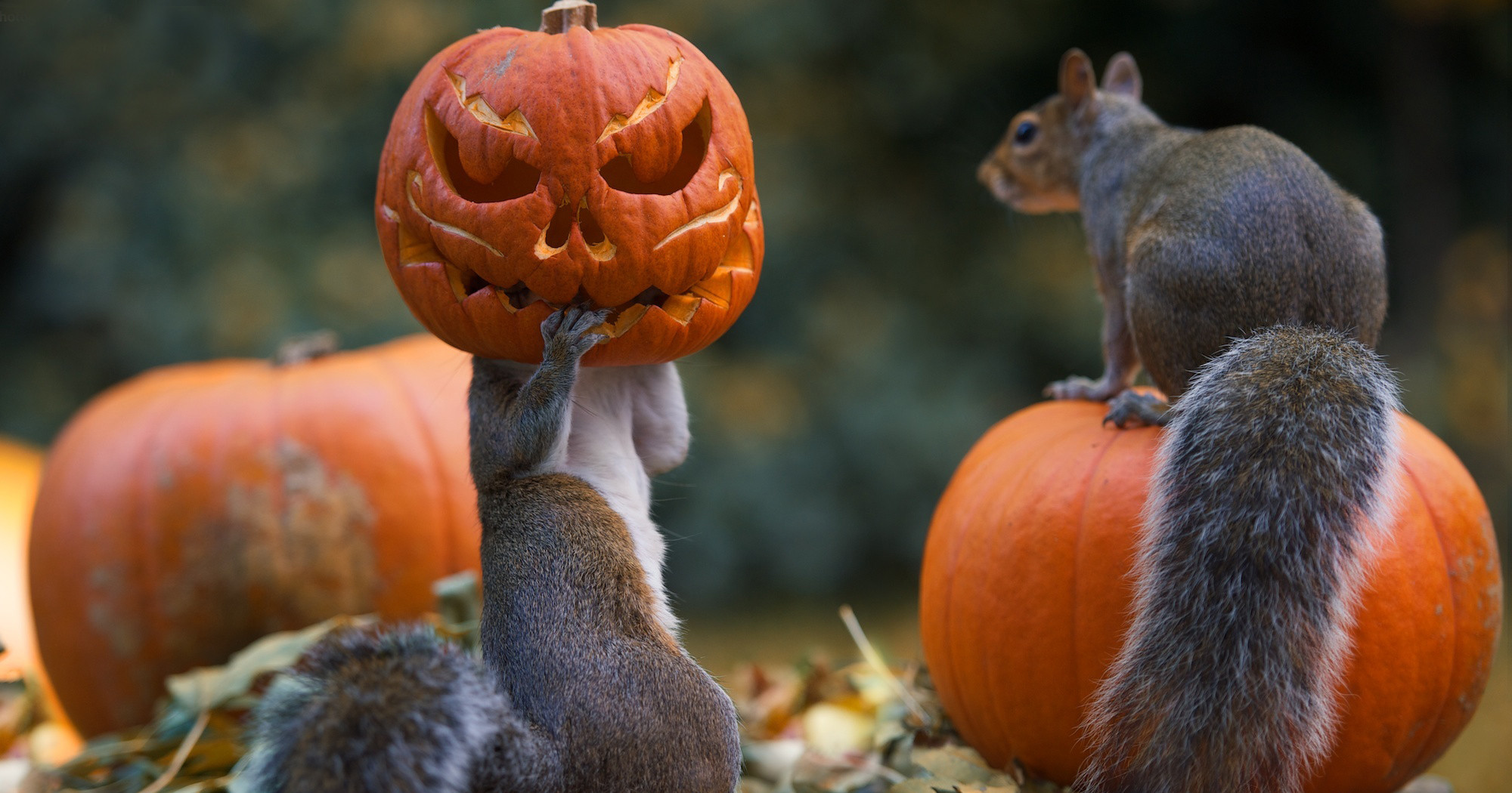 Squirrel Becomes A Halloween Monster As It Tries To Steal A Pumpkin.....