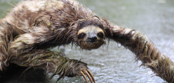 Wet sloths are made of nightmares