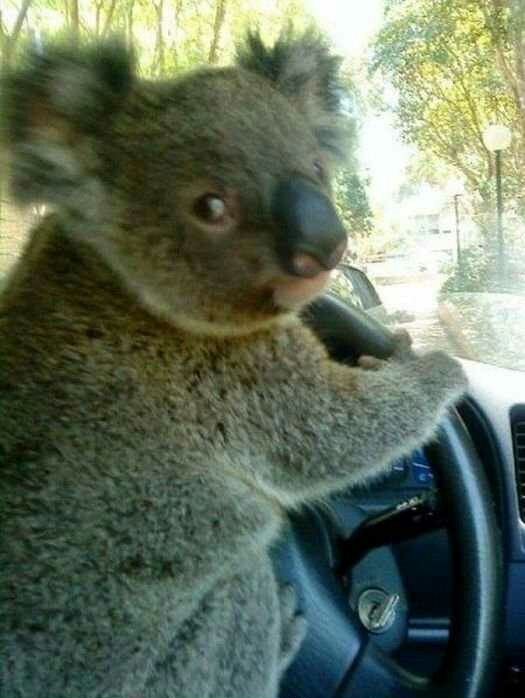 Don't worry, I'm a koalafied driver