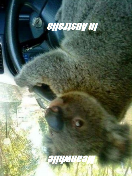 Koalas Can Drive