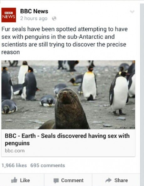 Dem horny seals
