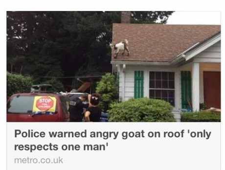 Badass goat