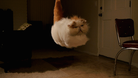 "Hovercat, Hovercat, what are they feeding you?"