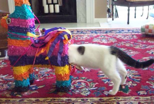 The piÃ±ata was alarmed to say the least