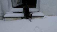Cat feels snow for the first time.