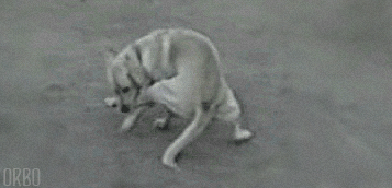MRW my leg is broken but bae gunna let me smash.