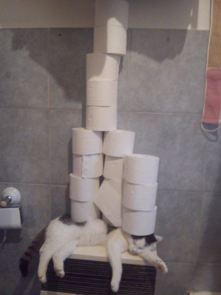 Mom asked me to put the toilet paper on the shelf...