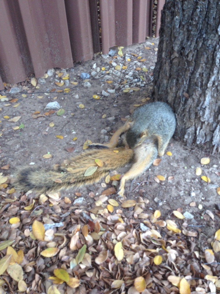Meet Skippy. Sometimes he gets lonely.