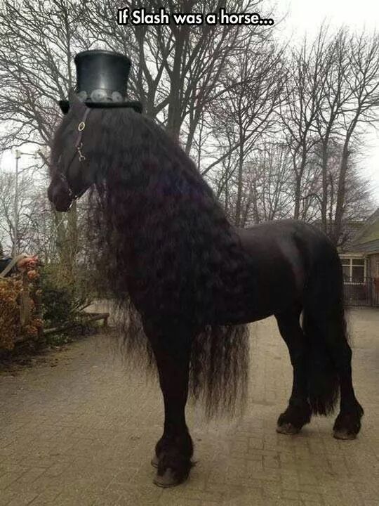 If Slash was a horse...