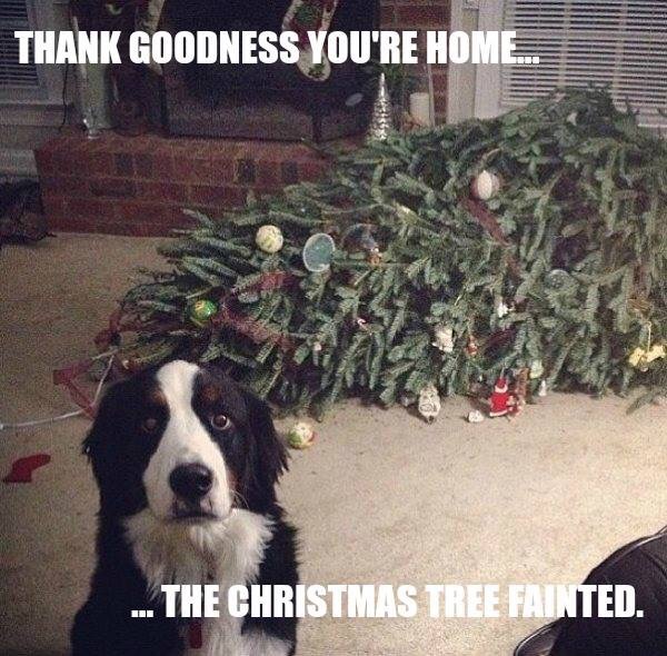 The tree fainted...