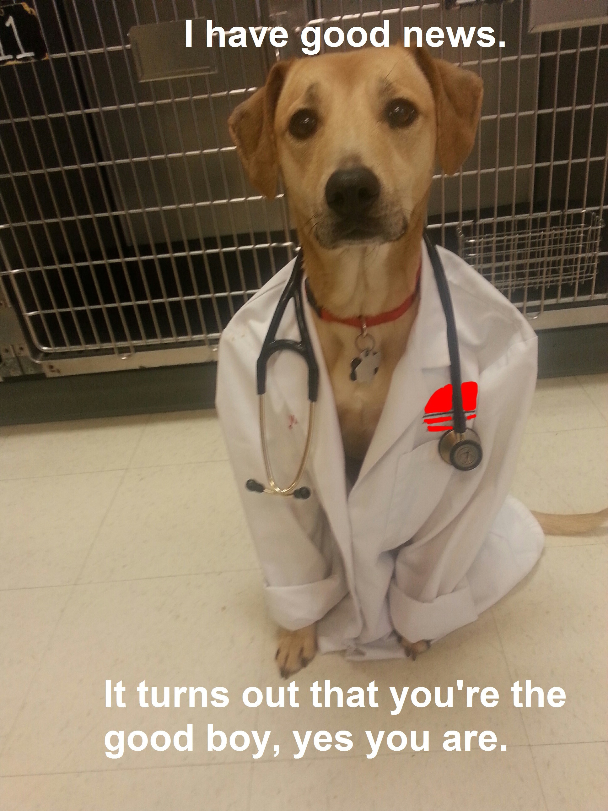 Dogs as doctors. What a time we live in.