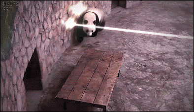 Panda's escape