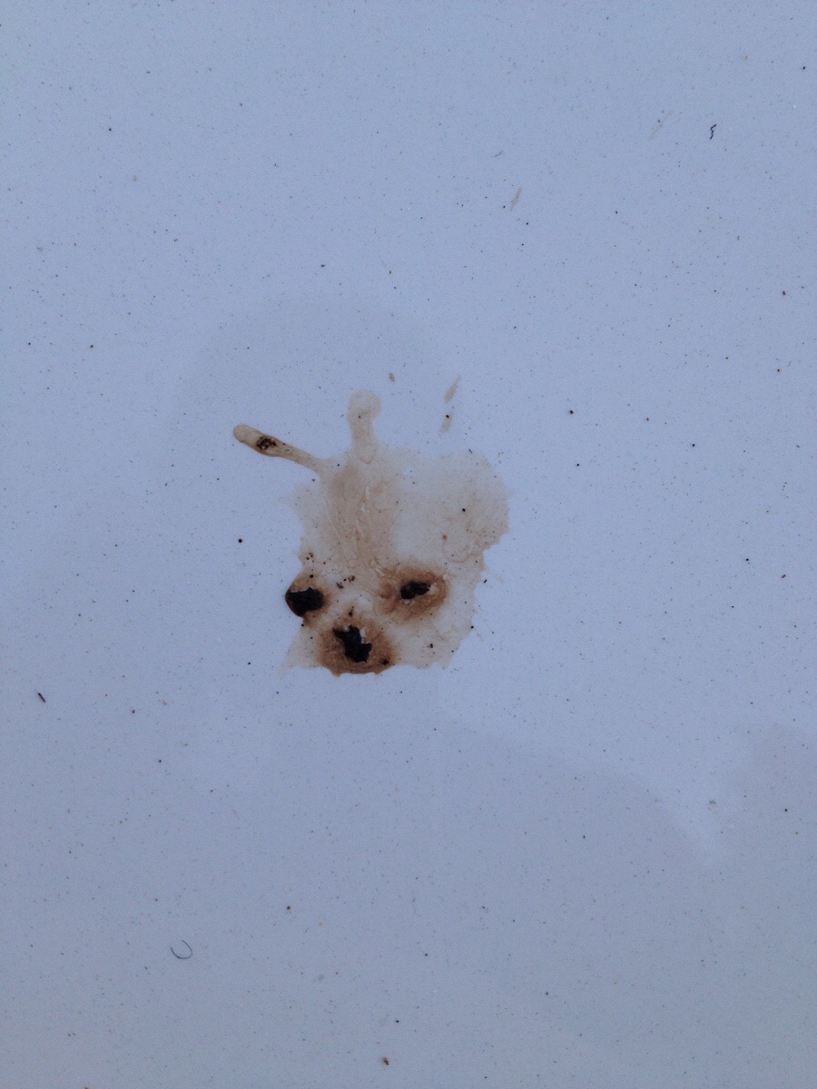 This bird poop looks like a chihuahua.