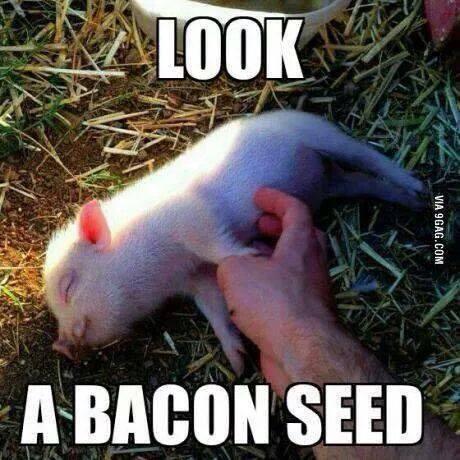 I can finally grow bacon in my backyard.