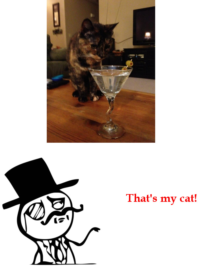 Just My Friend's Cat Drinking Water