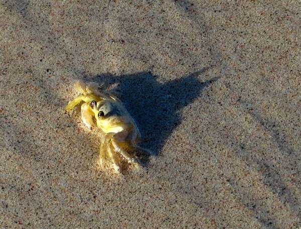 Crab is secretly Batman