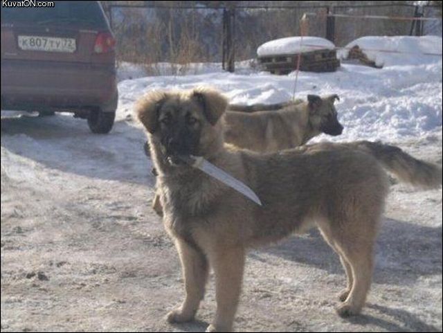 In soviet Russia, dog fetch you