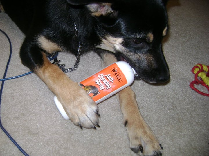 Chewing Spray