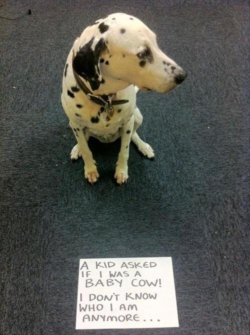 Poor Dog