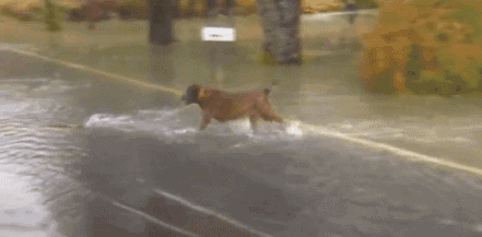 Dog Catches Salmon In New York