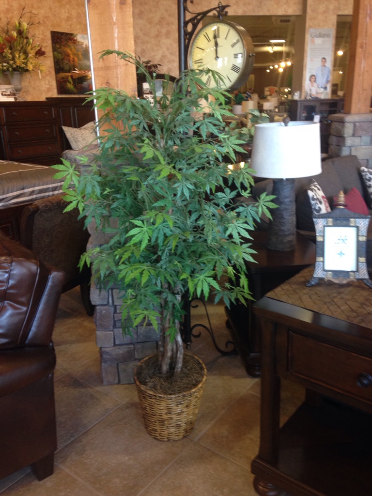 Just your average, every day marijuana plant at Ashley Furniture...